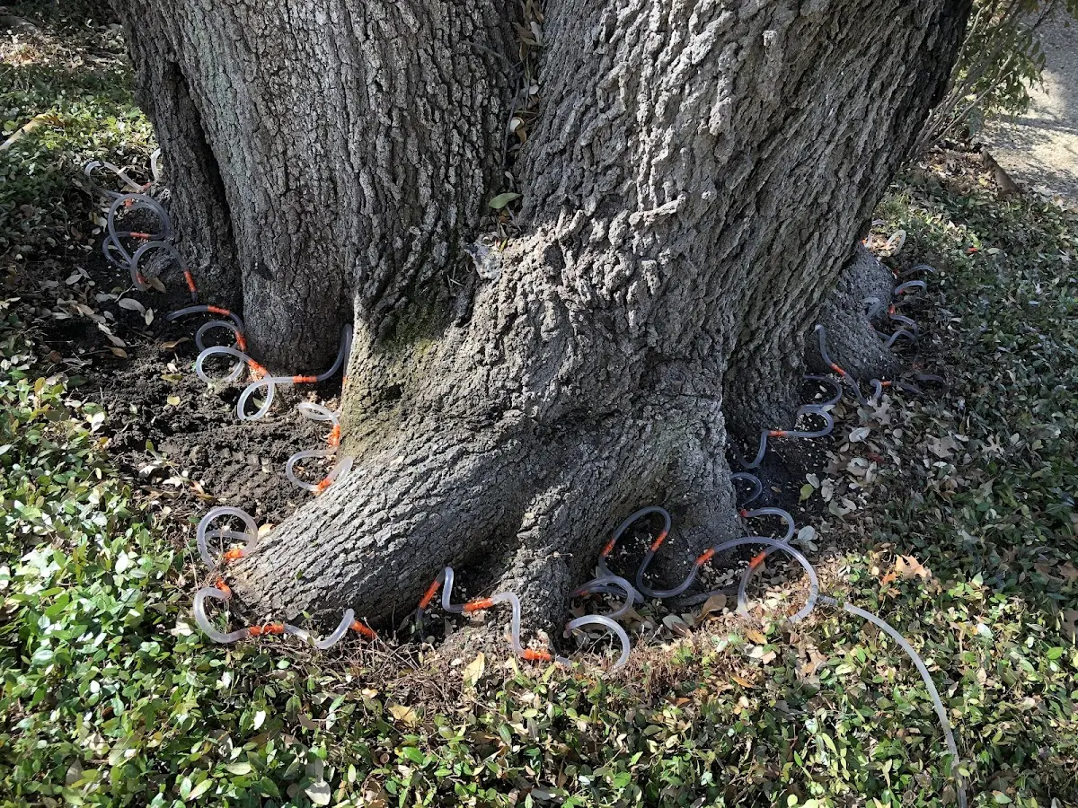 Detailed Tree Cabling and Bracing job site in Lake Forest