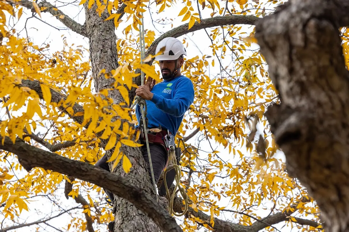 Skilled Tree Pruning crew working in Lake Forest